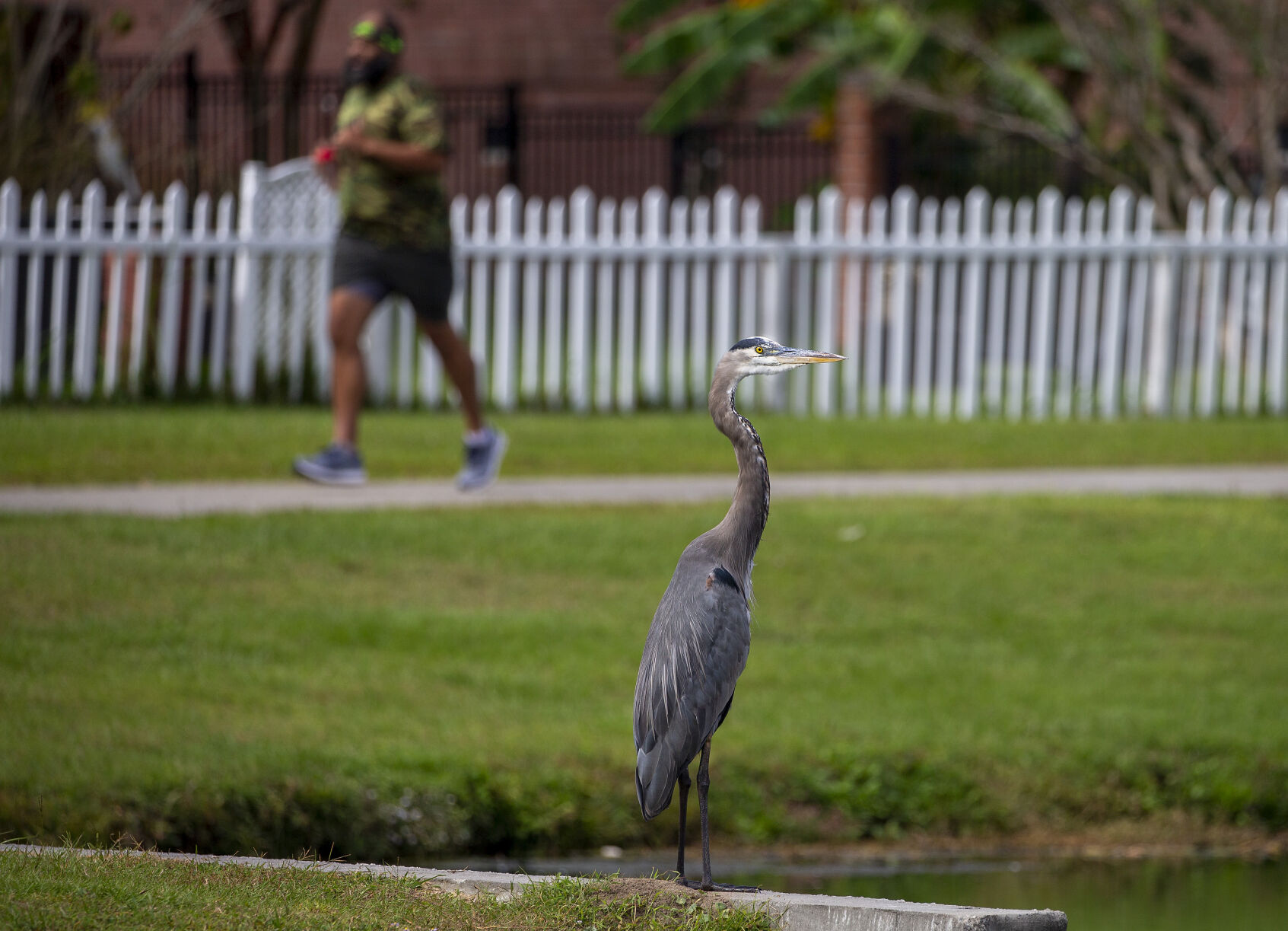 Heron Goose Creek.jpg (copy)